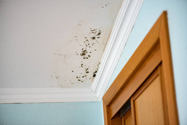 Best Emergency Mold Removal  in South Rosemary, NC