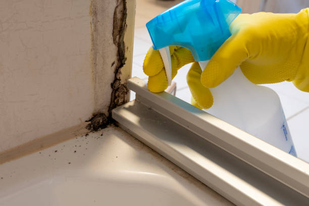 Best Professional Mold Removal  in South Rosemary, NC