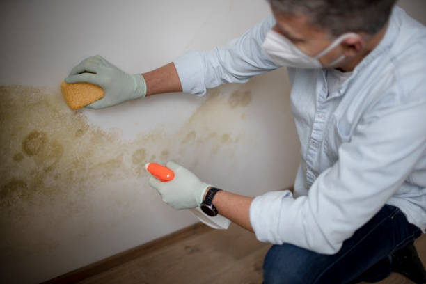Best Mold Testing  in South Rosemary, NC