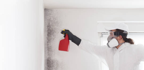 Best Toxic Mold Removal  in South Rosemary, NC