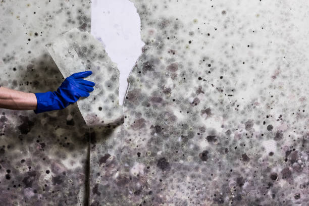 Best Mold Remediation Services  in South Rosemary, NC