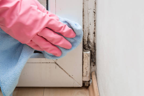 Best Black Mold Removal  in South Rosemary, NC