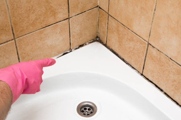 Best Mold Removal Near Me  in South Rosemary, NC